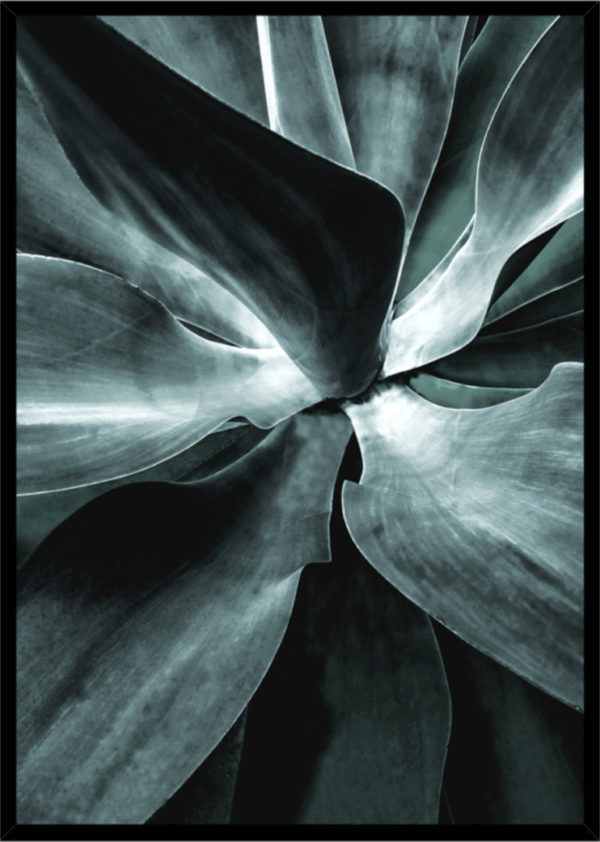 Rahmenbild Succulent