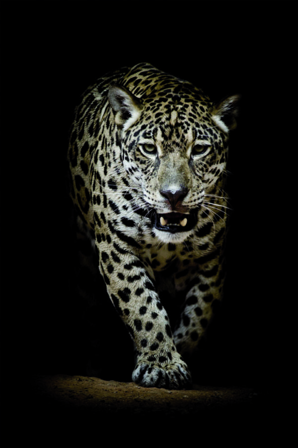 Glasbild Leopard