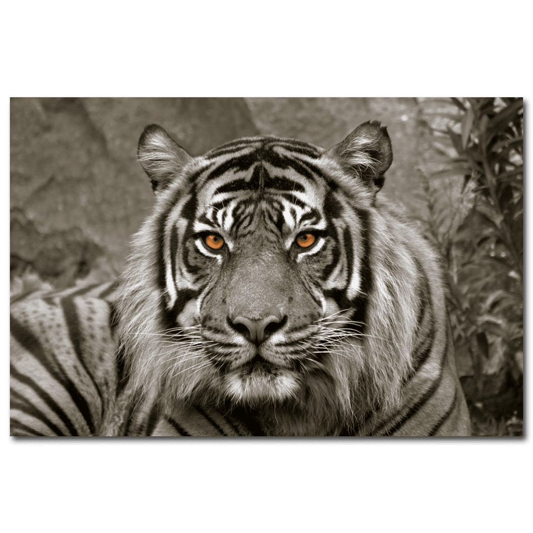 Bönninghoff Wandbilder Wildnis | Leinwandbild | Schwarz Weiß Sepia |  Kunstdruck | Afrika Tiger Nashorn Löwe (Tiger Sepia 2, 78 x 118 cm) |  Daazoo Shop